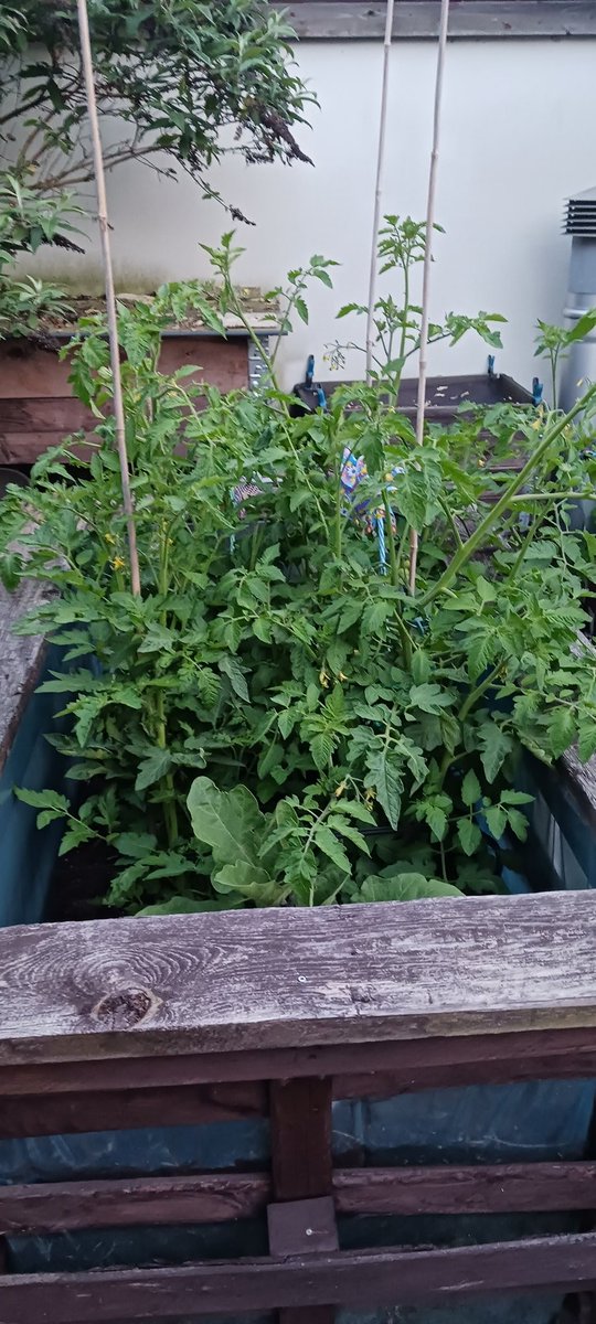 Habe mich mal dieses Jahr entschlossen, meine Tomaten wild wachsen zu lassen..
Schau mer mal...