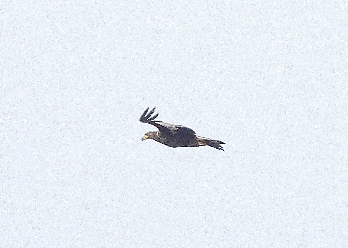 NeilSimms1's tweet image. White tailed eagle in Sleddale this afternoon @teesbirds1 @nybirdnews @teeswildlife  @DurhamBirdClub #birds