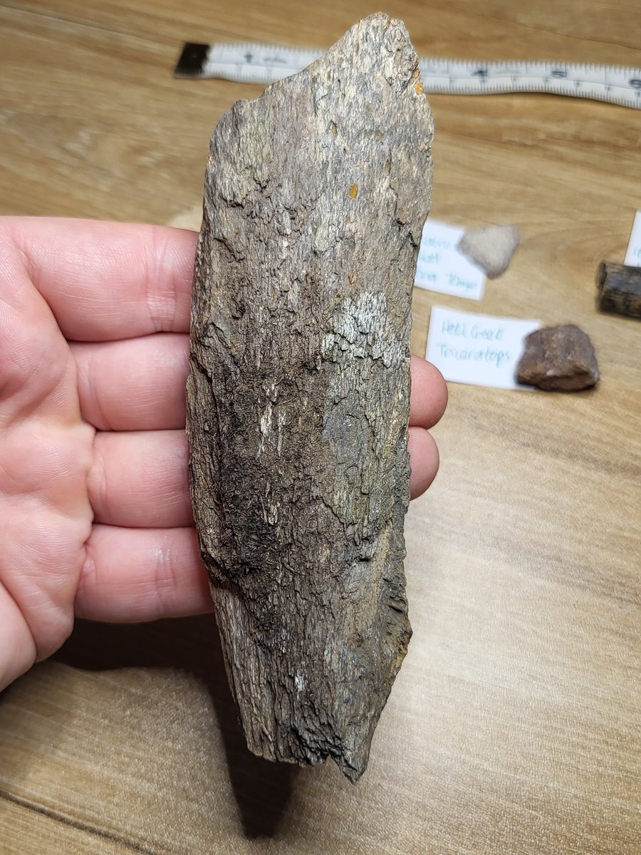 Mostly Fossils tweet media