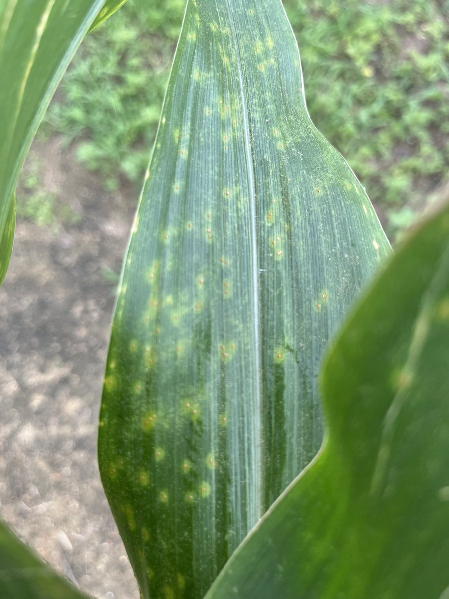 bobkemerait's tweet image. And then there was more… southern rust found in at least 3 fields in Seminole Co and now 1 field in Tift Co. (pics) thanks Dr Eddie Beasley. Southern rust could be anywhere in sw GA, but likely in small amounts for now. That will change as weather is favors spread now. UGA Ext