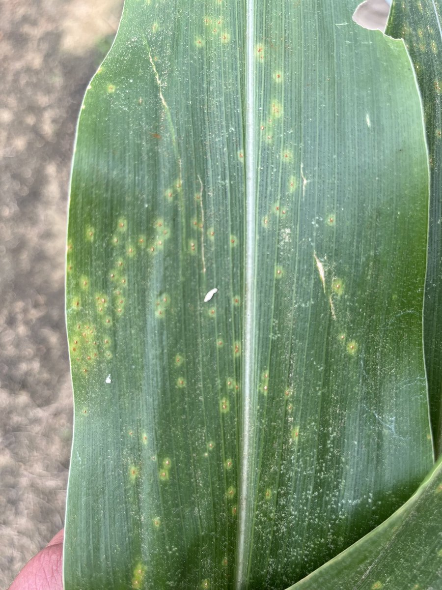 bobkemerait's tweet image. And then there was more… southern rust found in at least 3 fields in Seminole Co and now 1 field in Tift Co. (pics) thanks Dr Eddie Beasley. Southern rust could be anywhere in sw GA, but likely in small amounts for now. That will change as weather is favors spread now. UGA Ext