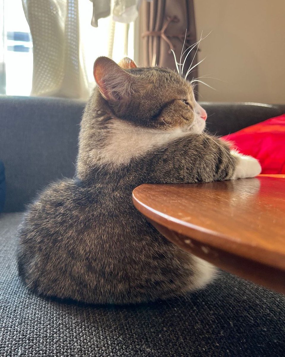 The Cats 𝕏 tweet media