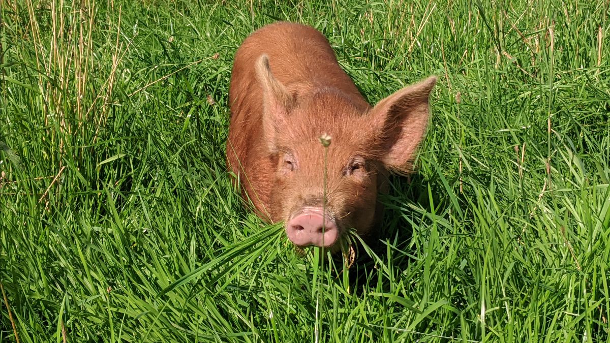 GoodLifeMeatCo tweet media