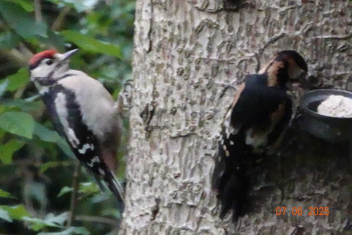 Another  generation  of great spotted woodpeckers  growing up in Penrhos  #SavePenrhos  #AchubPenrhos 📸by Shirley Blease