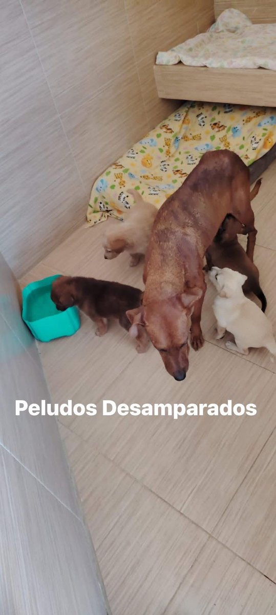 Amigos tenemos muchas boquitas que mantener y cuidar, y sólo contamos con el apoyo de todos ustedes ayúdanos a poder continuar con nuestra labor, que es brindarles, resguardo seguro a cada uno de nuestros rescatados y una vida digna, 

No contamos con croquetas para darles de