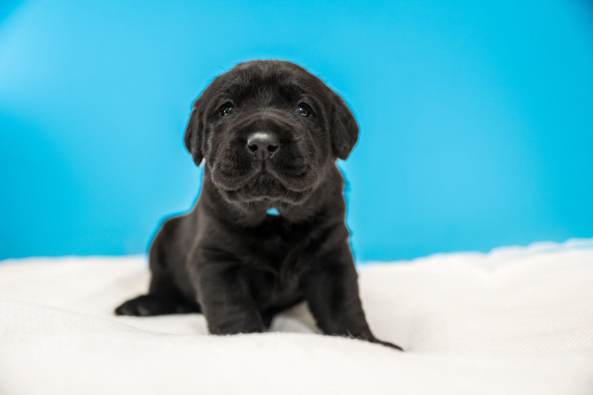 We’re back with another week of What’s My Name Wednesday featuring Maestro!

Maestro's namer decided to name a future service dog after a kitten that was found under his family’s shop on their property. We cannot wait to see what is in store for Maestro! <a href="/MoonloopPhoto/">Moonloop Photography</a>