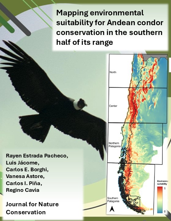 LaboEcoPob's tweet photo. 🦅Los cóndores andinos de nuestra Patagonia prefieren áreas con relieves irregulares y bajas temperaturas. Comprender las condiciones que vuelven "óptimo" a un hábitat es clave para identificar zonas vulnerables e implementar estrategias de conservación
https://t.co/goRVNV1PiI https://t.co/9VJiGbXNNK