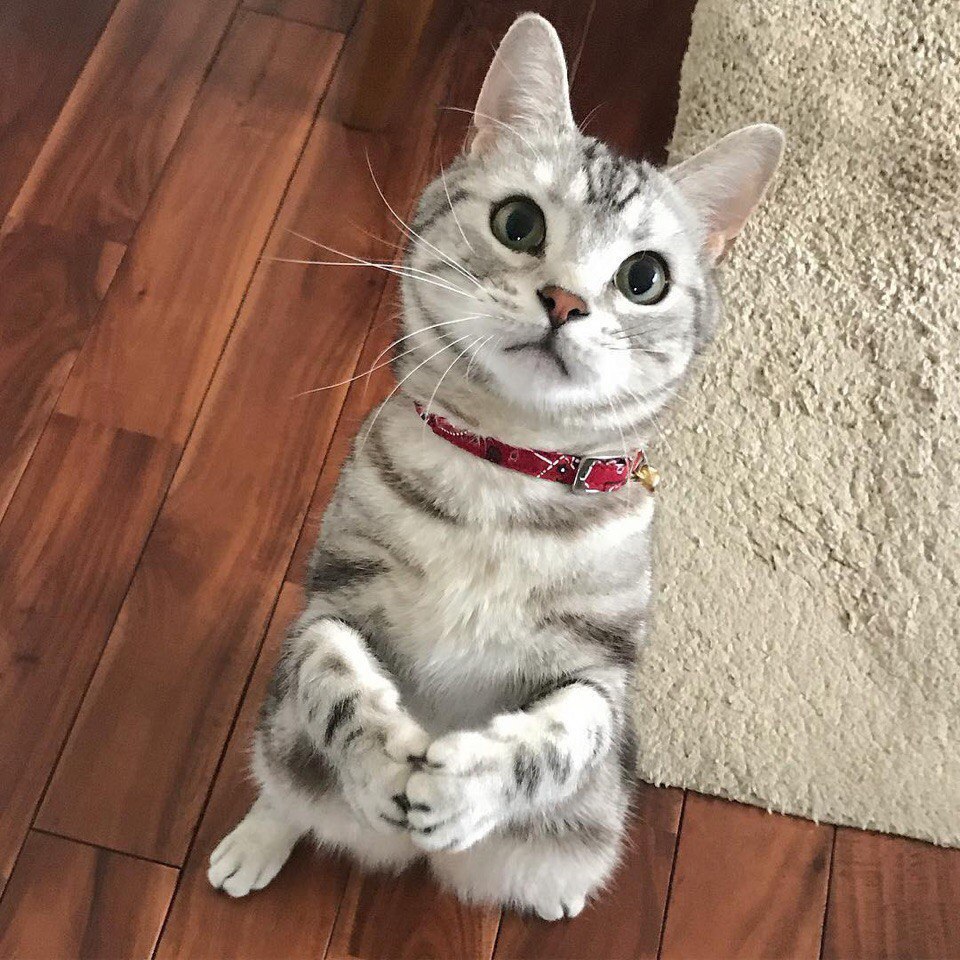 Функция «ну позязя» активирована