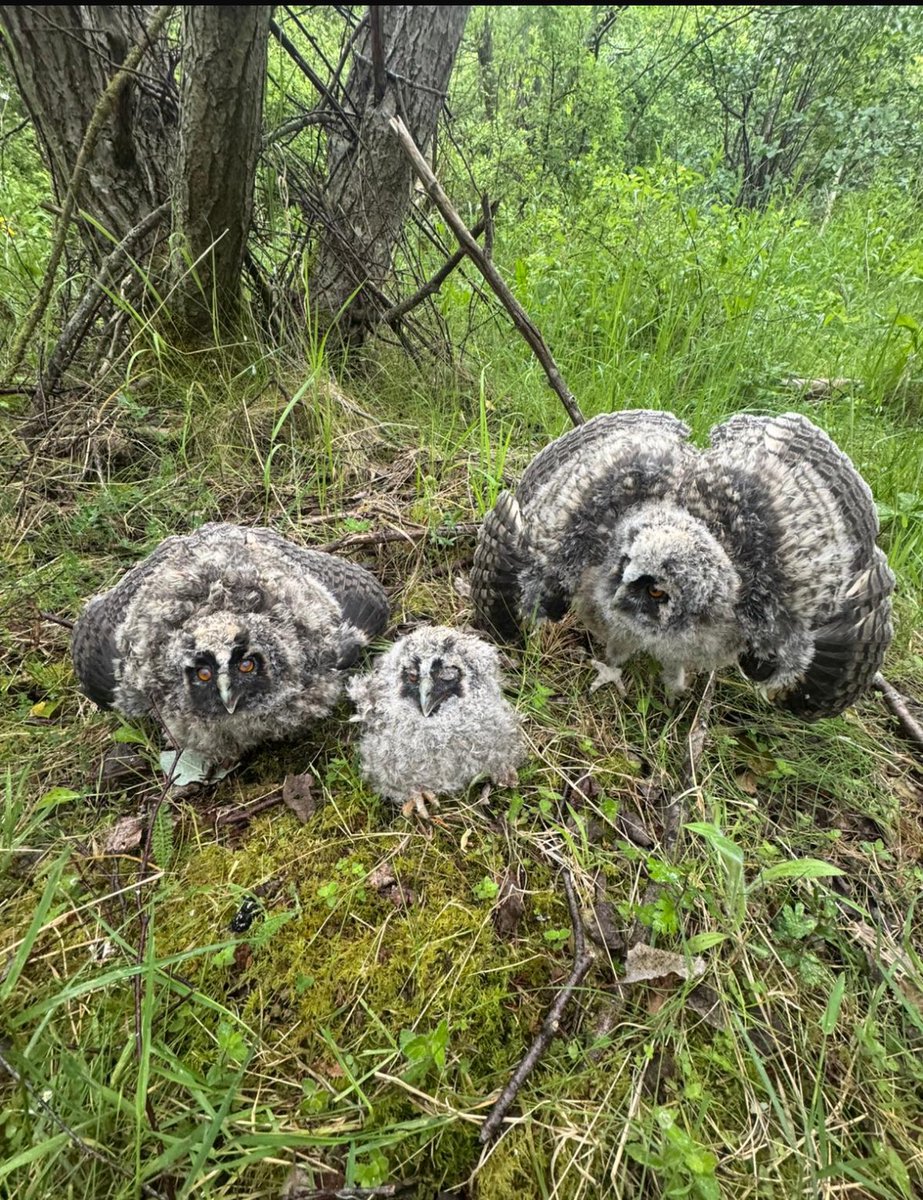 Long eared owl chicks ringed thanks to <a href="/tonymcguire1966/">Tony McGuire</a> south Tyneside