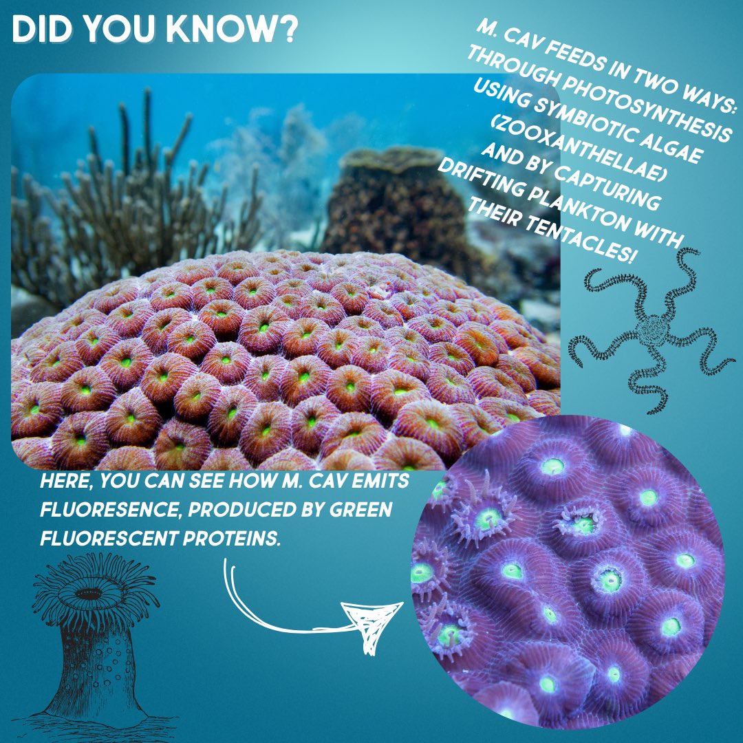 rescueareef's tweet photo. // Macro Monday 🔬🪸
Today we're taking a closer look at one of our reef’s MVPs—Montastraea cavernosa, AKA Great Star Coral! 🌟
#MacroMonday #MCAV #Coral #MontastraeaCavernosa #CoralPolyps #RescueAReef https://t.co/IS5fXKkmZE