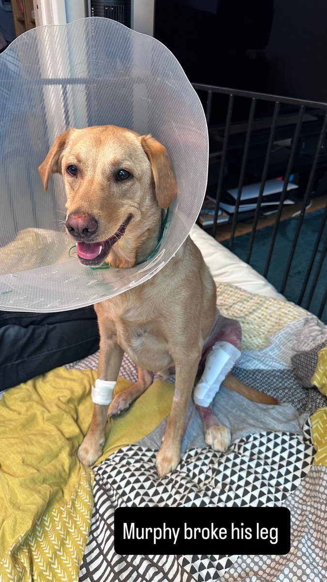 warrenbacci's tweet image. Poor Murphy broke his leg.