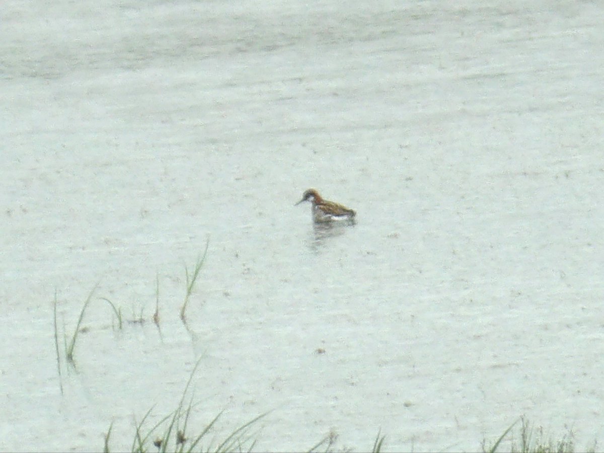 The Spring that keeps on giving! Great views of the Female Red-necked Phalarope at Kilcoole this evening, views better than shot suggests 😂 ✅️