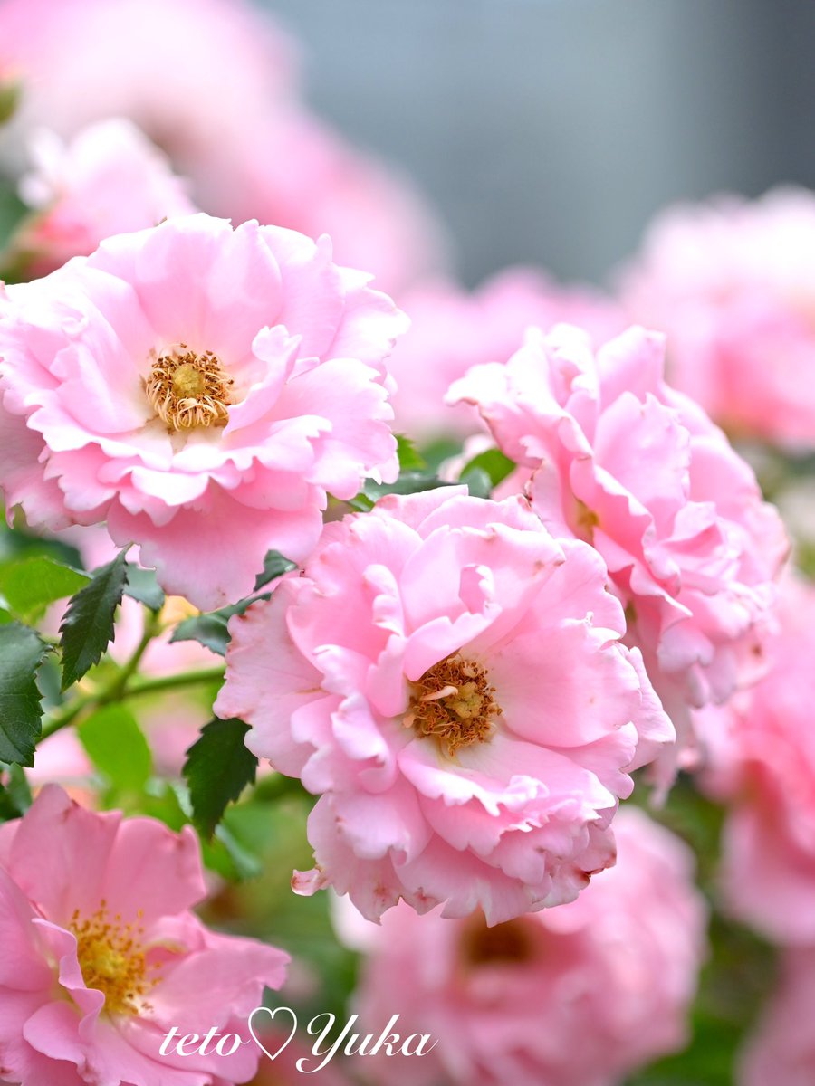 ・
テトの花便りは、
チャイナロース🌹です
優しいピンクが素敵でしょ〜

梅雨入りで関東は☔️☁️☔️☁️
今週〜来週〜長く続きそうです
しばらくは、雨の中のお花🍃💠🍃
を楽しみましょう🎶

元気火曜日、
頑張っていきましょう

#FlowerPhotography