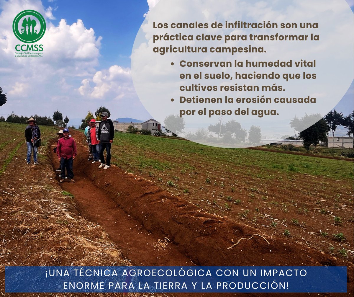 Consejo Civil Mexicano para la Silvicultura tweet media