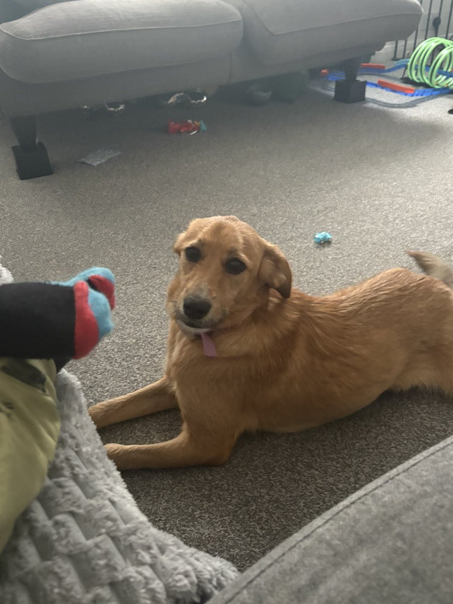 Litsa_stevens's tweet image. Tonight we received a new foster called Ariel. She’s an absolute sweetheart 🥰