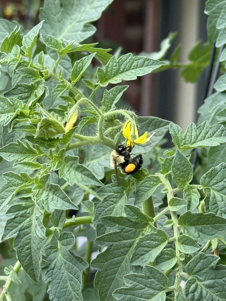 Mediclt47's tweet photo. I had an interesting conversation with my wife and a good friend the other day.  He was poking fun at me because I have started gardening and putting out bird feeders and hummingbird feeders.  And it started the conversation about how our lives change throughout the years, https://t.co/sIhuMfkkEy