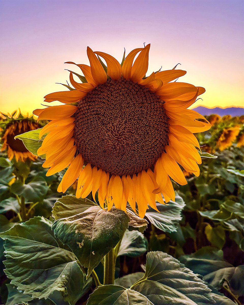🌻 Maricopa’s sunflower field is blooming again, see it before the summer heats up. Just remember, private farmland = walk respectfully, no vehicles.

📍 Amarillo Valley &amp; Warren Rd

  📸: @ameymahajan7