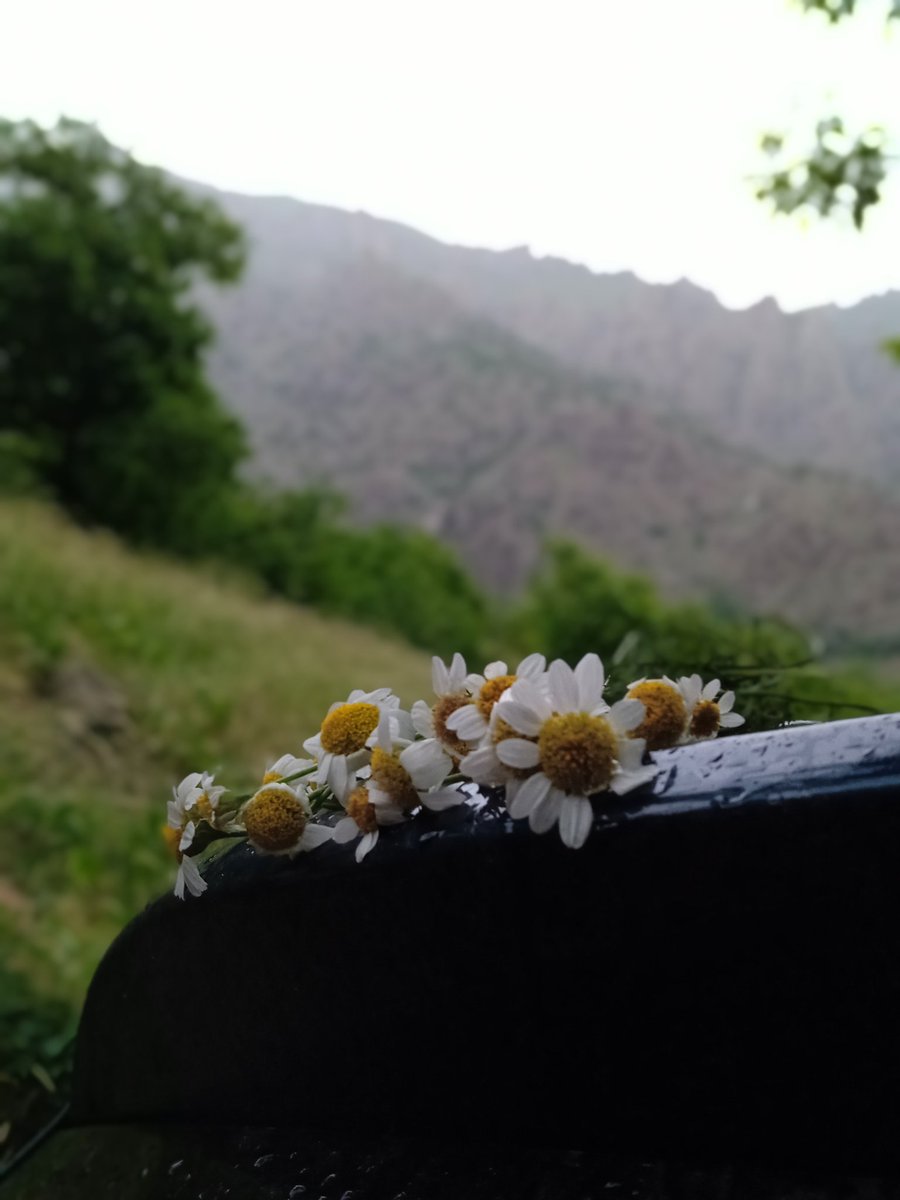 Biraz papatya 
Biraz yağmur 
Biraz doğa