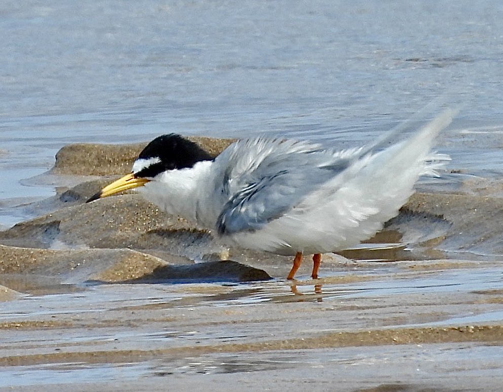 Great to get such good views of American Black Tern and Little Tern at Beadnell Bay, #Northumberland yesterday <a href="/nationaltrust/">National Trust</a> <a href="/NTBirdClub/">Northumberland & Tyneside Bird Club</a> <a href="/RareBirdAlertUK/">RareBirdAlertUK</a> <a href="/_BTO/">BTO</a> <a href="/RSPBbirders/">RSPB Birders</a> <a href="/Natures_Voice/">RSPB</a>