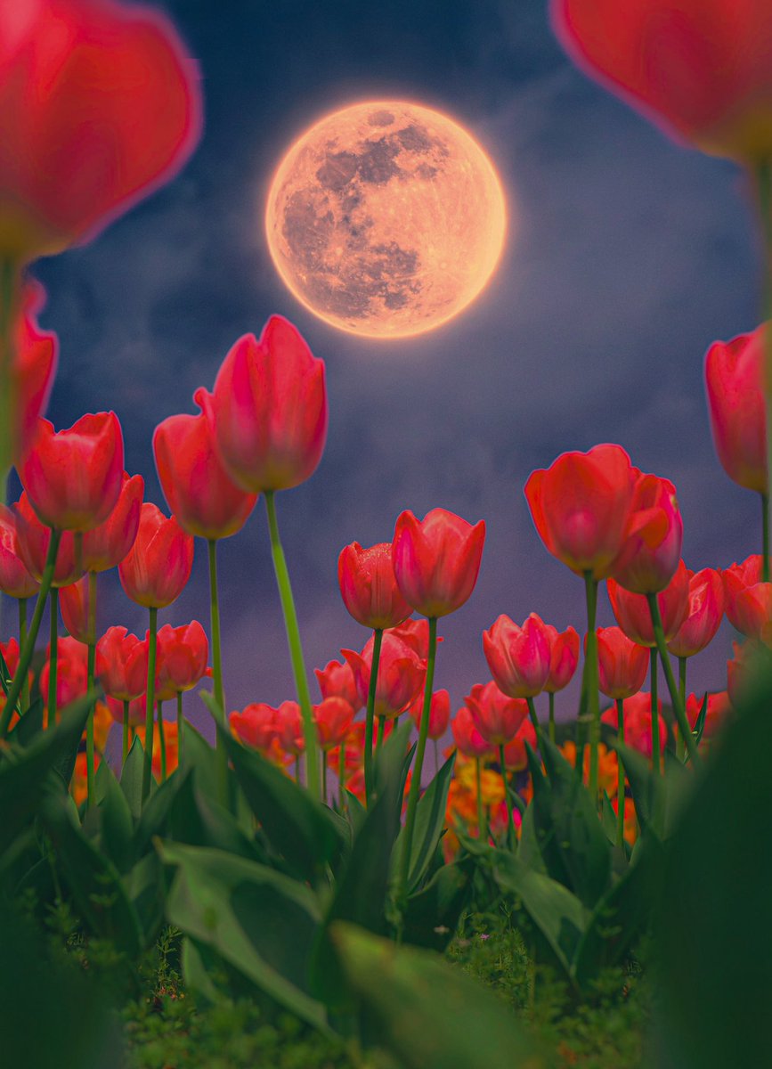 POSTWOOK's tweet image. life from a bugs perspective