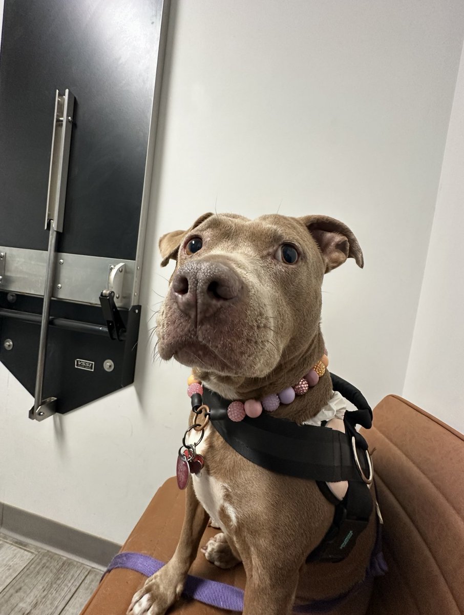 catjiratv's tweet photo. Sad to let yall know Bisquick has cancer 💔 I’ll do everything I can for her but my hopefulness, heart and faith feel so defeated. I’ve never been so in love with a dog. She’s my whole world. Please if you believe in prayer or just have any good vibes to spare send them her way. https://t.co/IHvhTXYYVy