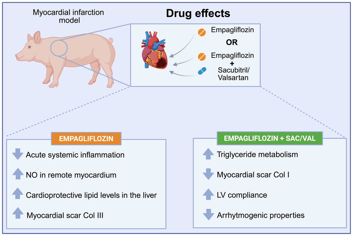JAHA (@jaha_aha) on Twitter photo Empagliflozin reduced inflammation & improved NO; with Sac/Val, enhanced cardiac remodeling & reduced VT post-MI in pigs. π·πβ€οΈ #AHAJournals <a href="/VDelgadoGarcia/">Victoria Delgado</a> <a href="/bisbal_EP/">Felipe Bisbal</a> <a href="/GalvezMonton/">Carol Galvez-Monton</a> <a href="/GTRecerca/">IGTP</a> ahajrnls.org/43R6yqD Empagliflozin reduced inflammation & improved NO; with Sac/Val, enhanced cardiac remodeling & reduced VT post-MI in pigs. π·πβ€οΈ #AHAJournals <a href="/VDelgadoGarcia/">Victoria Delgado</a> <a href="/bisbal_EP/">Felipe Bisbal</a> <a href="/GalvezMonton/">Carol Galvez-Monton</a> <a href="/GTRecerca/">IGTP</a> ahajrnls.org/43R6yqD