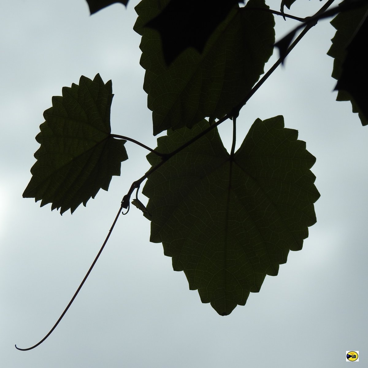 SouthAreaPhoto's tweet photo. Leaf photography 
#southareaphotography #naturelovers #nature #leaf #leaves #trees #treebranches #photography #nikon https://t.co/fmctl3I8B3