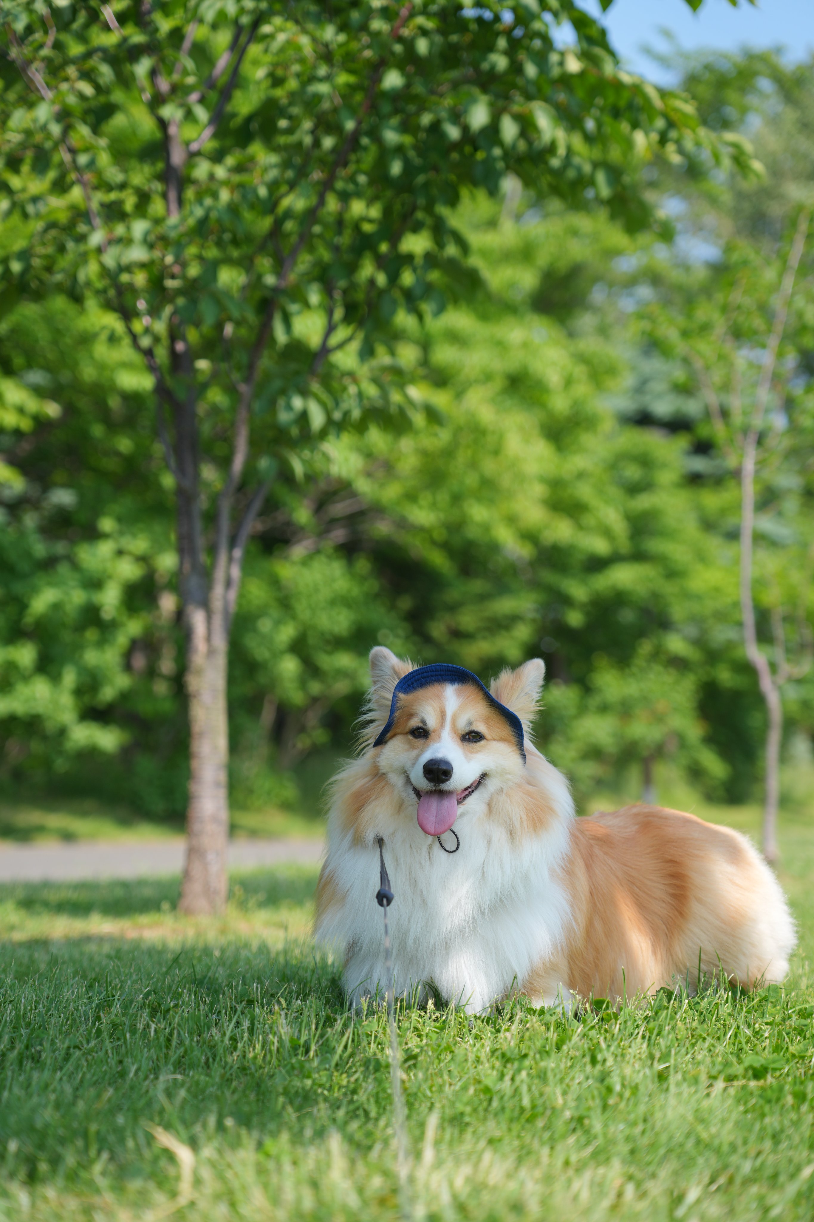 コスモスコーギー コーギー犬もこすけ on X: 
