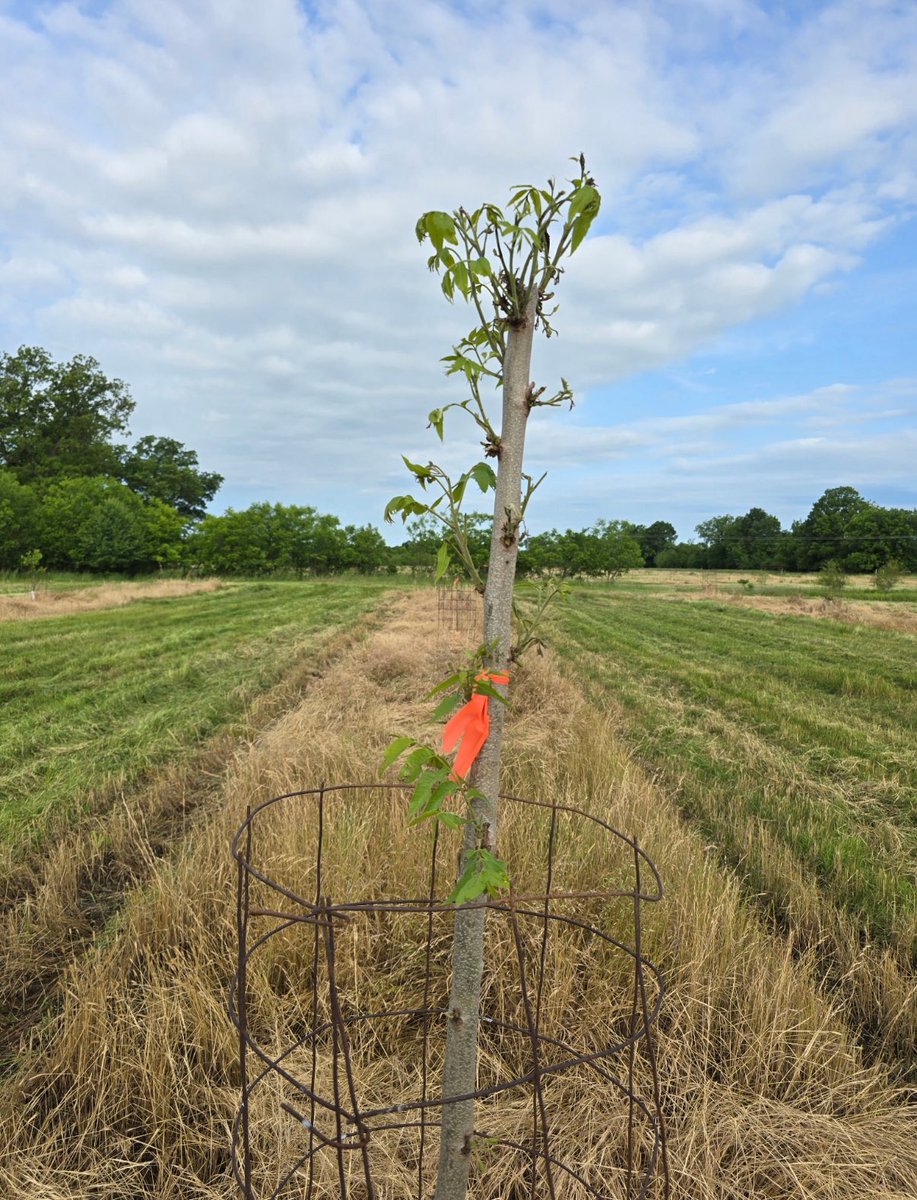 Bly Schultz tweet media