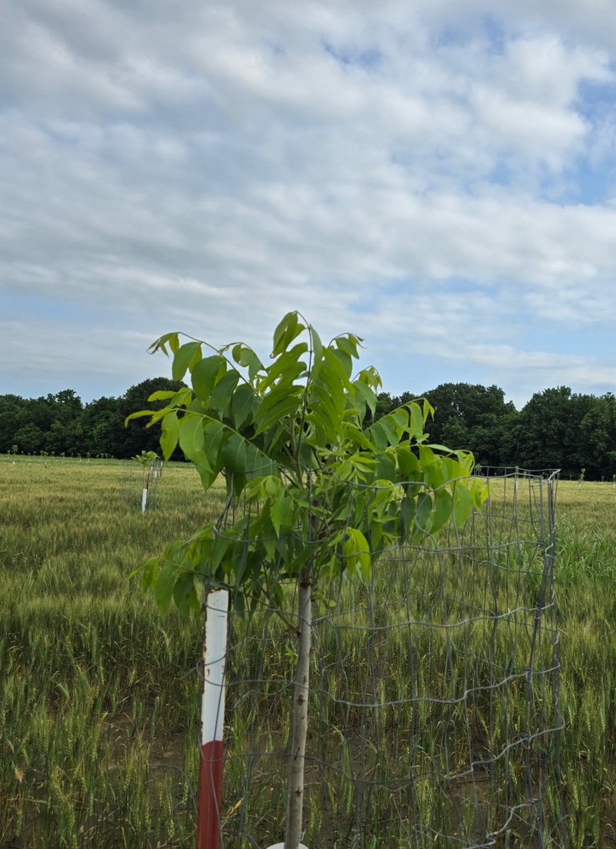 Bly Schultz tweet media