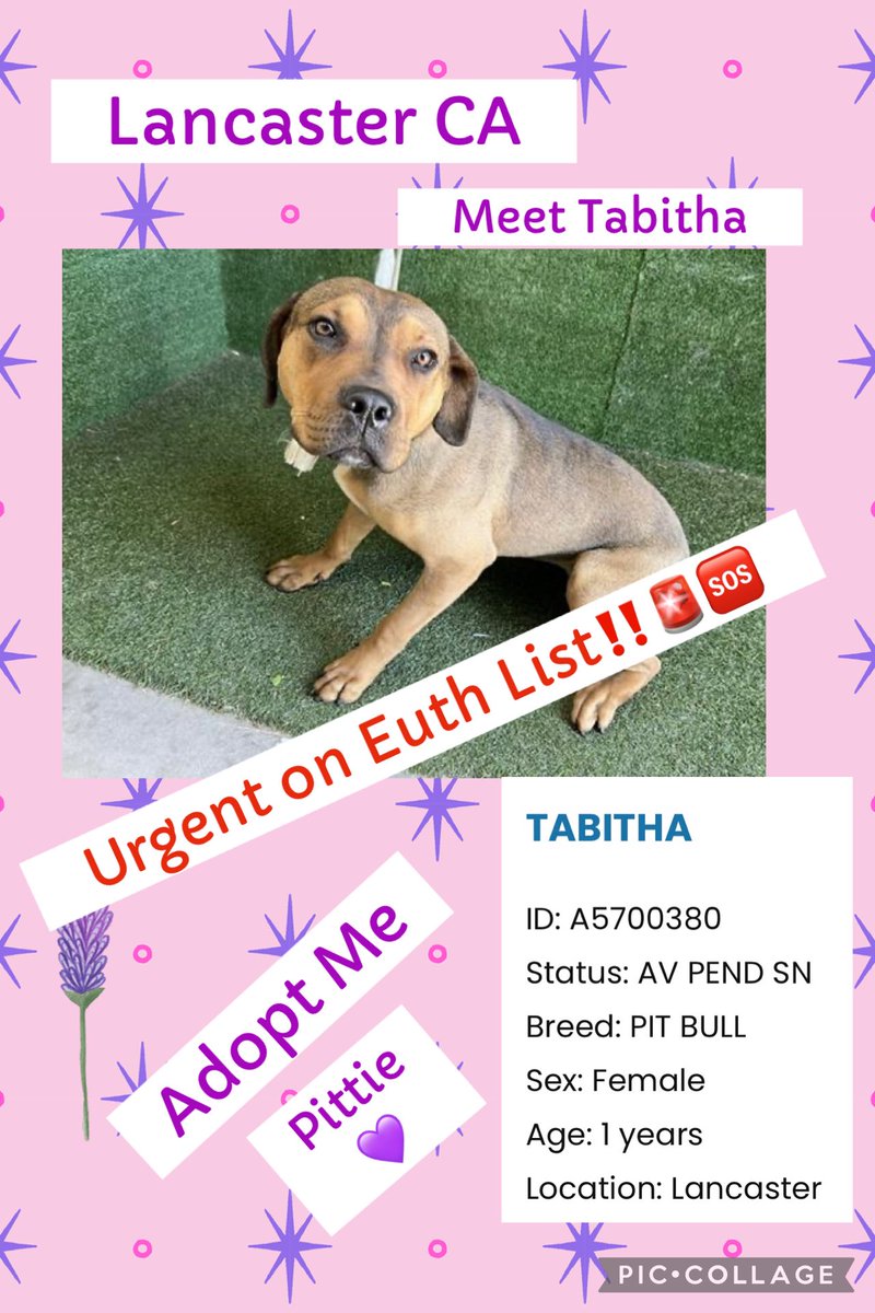 Sarah jane Gillespie (@sarahjanegille1) on Twitter photo ‼️🆘🚨Urgent NOW TABITHA on euthanasia list <a href="/AnimaLancaster/">LancasterAnimalShelt</a> 🆔 #A5700380 she has a video as well hopefully post next her video does her more justice ‼️🆘🙏🚨<a href="/TomJumboGrumbo/">Keith Olbermann's Dogs</a> ‼️🆘🚨Urgent NOW TABITHA on euthanasia list <a href="/AnimaLancaster/">LancasterAnimalShelt</a> 🆔 #A5700380 she has a video as well hopefully post next her video does her more justice ‼️🆘🙏🚨<a href="/TomJumboGrumbo/">Keith Olbermann's Dogs</a>