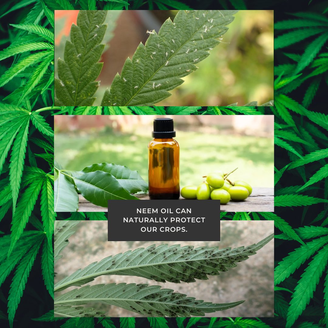 Green_Kulture's tweet image. Neem oil is a powerful natural pesticide that protects plants without harming the environment. Have you tried it? 🛡️🌿 #OrganicPestControl