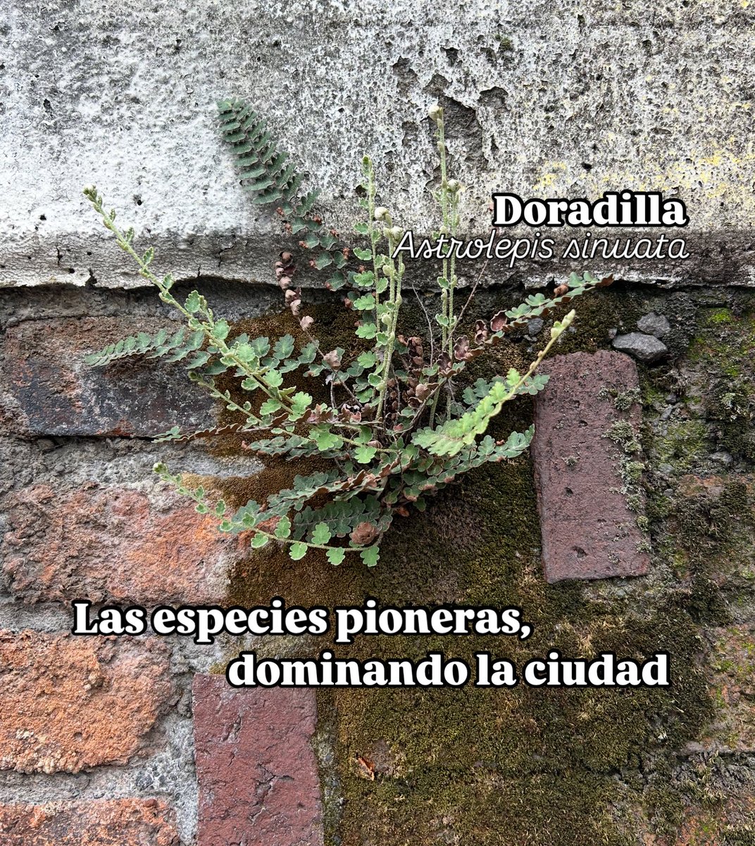 Los tabiques de barro en la ciudad conforman pequeños ecosistemas donde la humedad se conserva gracias a los diminutos poros del material. 🌿