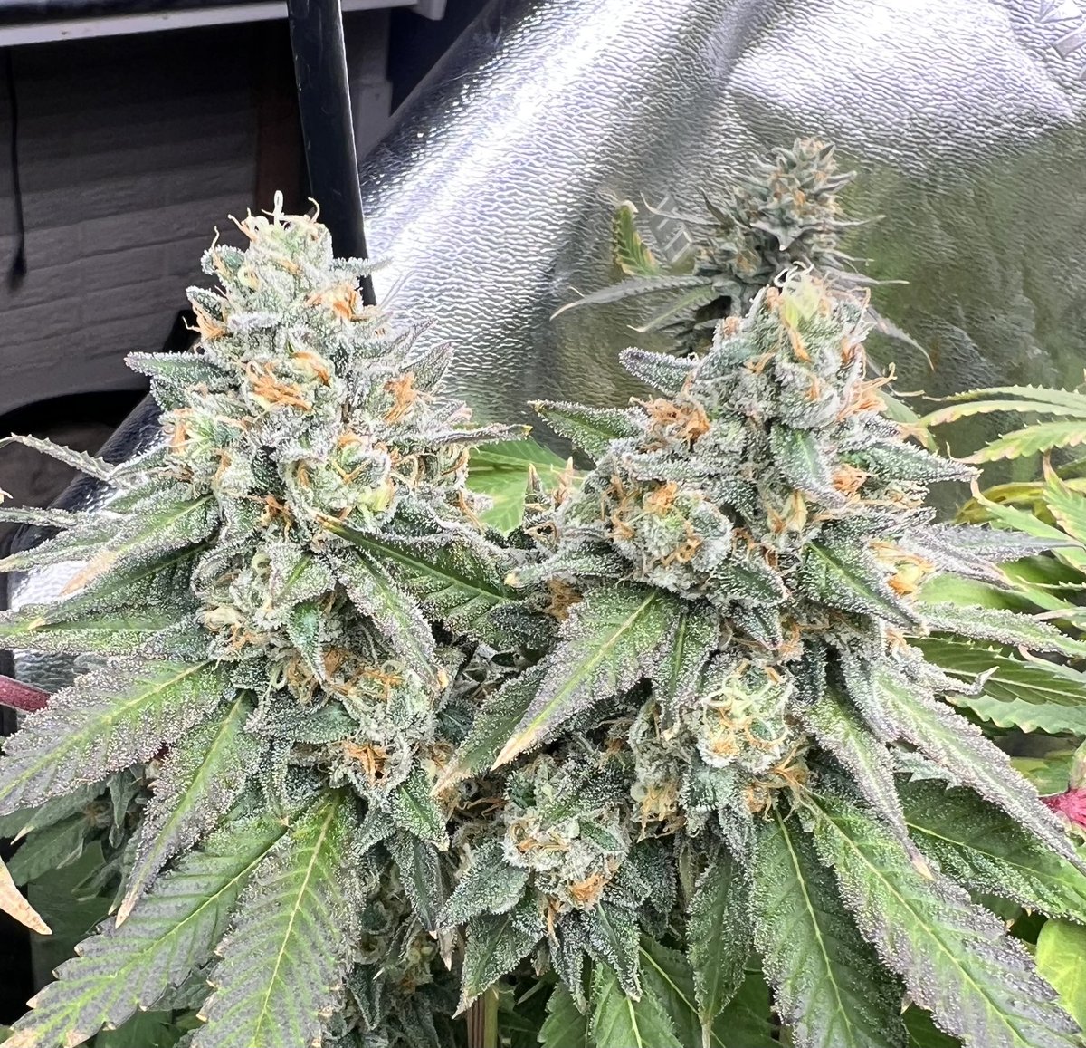 🎵 I’m pickin’ up good vibrations 🎶

The fade is starting to begin at week 7 

This is Lemon Cherry Pop, she might be around for awhile longer. Soapy sherb smells and lemon cherry terps as it lingers.  

The magic really starts these last two weeks 🤌🏻