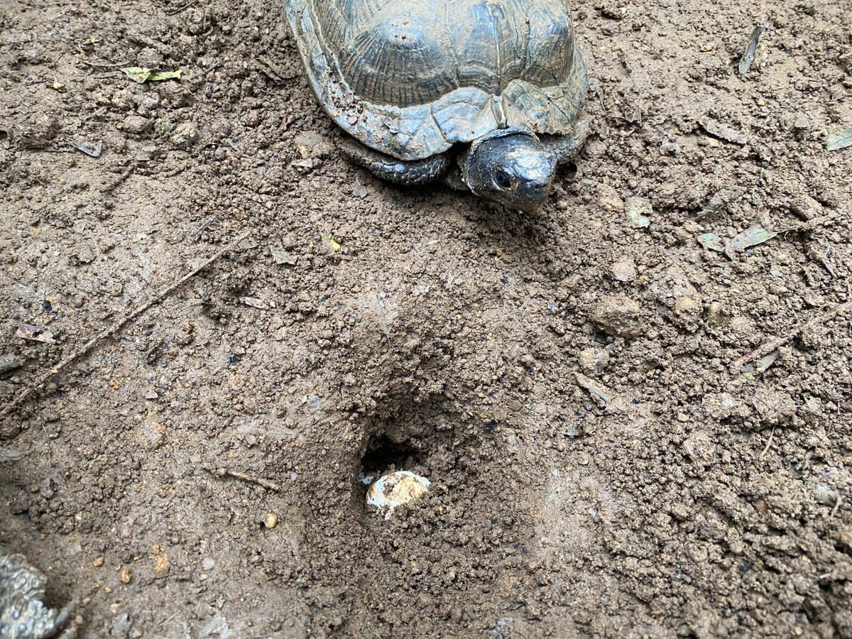 iZoo_iZoo_'s tweet image. 屋外展示中のモリイシガメ（Glyptemys insculpta）が産卵しました。

本日の伊豆天気は雨🌧️
この季節は屋外のカメたちの活動が活発になります。
#爬虫類　#産卵