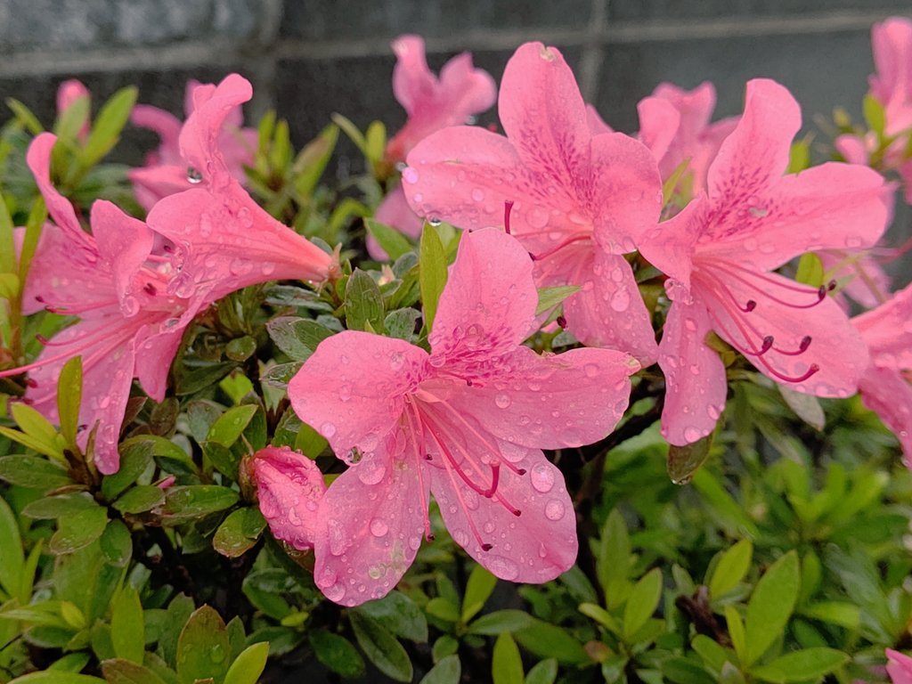 #お天気時計
#サツキ

おはようございます。

「良く眠れた？今日の雨は、だんだん止んで来ますよ？…傘を持って行ってね♡(cv大西沙織)」

と、さゆりちゃん。

今日は雨後曇りで、日中の気温は昨日より下がり22℃位になる予想です。

今日辺り、関東甲信も梅雨入りするかな…？

写真はサツキの花。