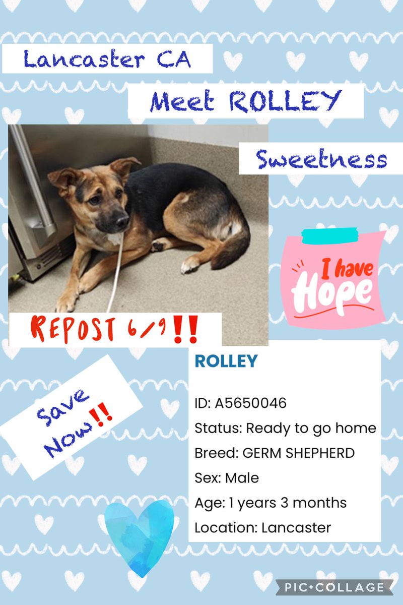 Sarah jane Gillespie (@sarahjanegille1) on Twitter photo ROLLEY <a href="/AnimaLancaster/">LancasterAnimalShelt</a> 🆔 #A5650046 another post he looks sweet but also 😔 Let’s give another push to #repost #reshare he needs some love 💕 PLEASE 🙏 ROLLEY <a href="/AnimaLancaster/">LancasterAnimalShelt</a> 🆔 #A5650046 another post he looks sweet but also 😔 Let’s give another push to #repost #reshare he needs some love 💕 PLEASE 🙏