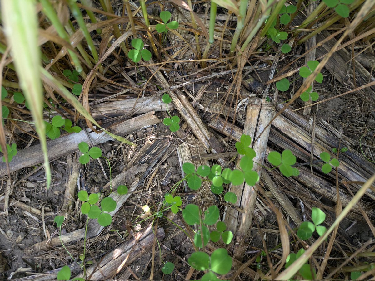 Holy smokes, drones work!!? <a href="/drone_spray/">Drone Spray Canada</a> *Very* late season application of #RedClover...  #OntAg