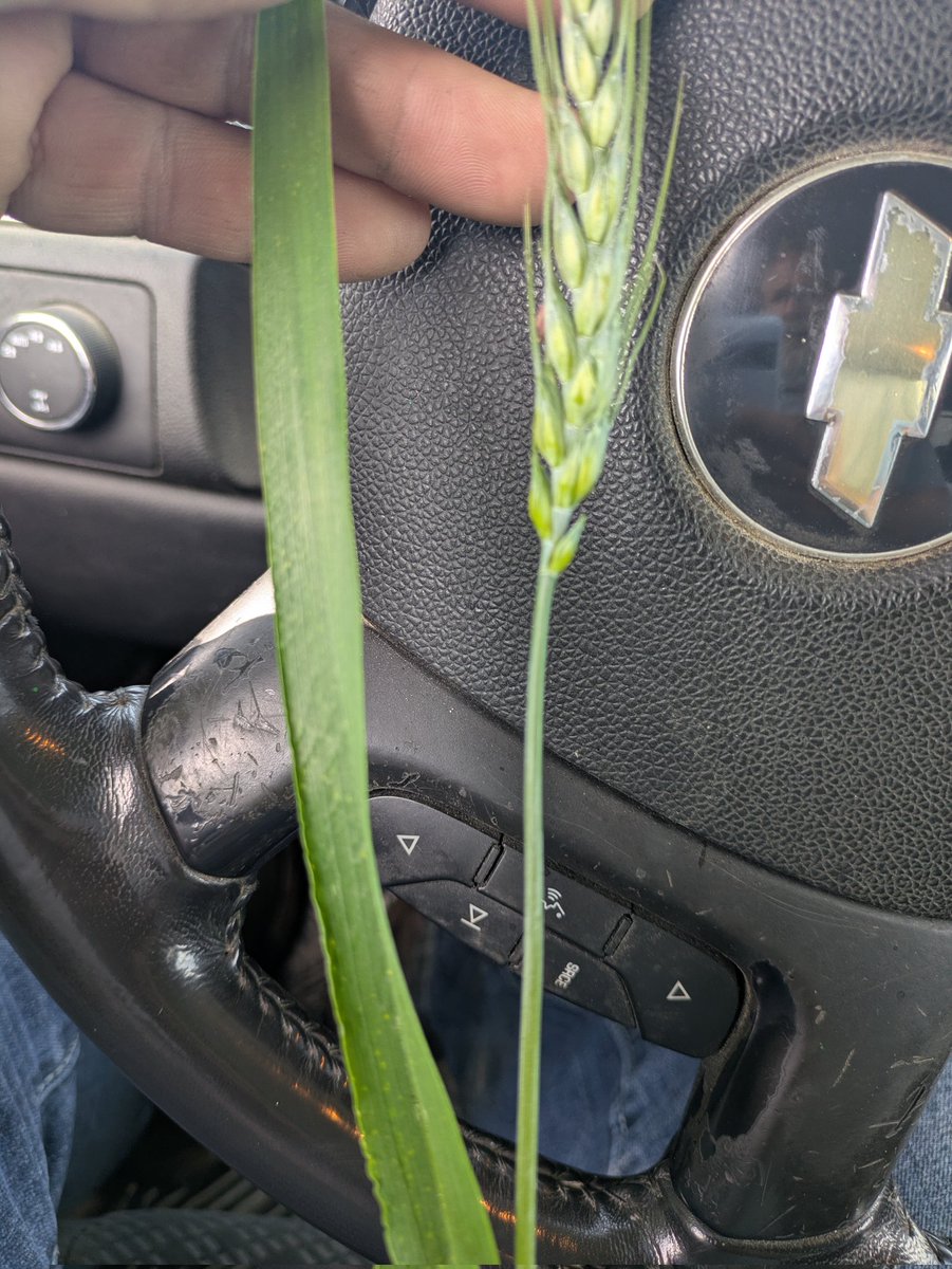 Extremely happy with my <a href="/PioneerSeedsCA/">Pioneer Seeds Canada</a> #25R65 wheat!  #OntAg