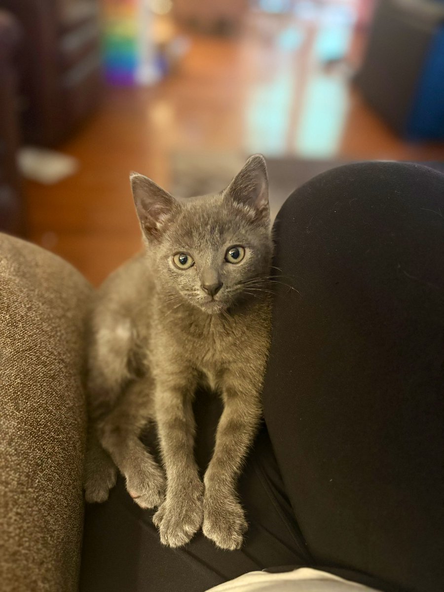 look who jumped up. I got my lap cat, y’all.