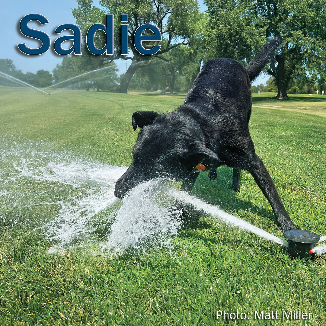 Cool off on this hot Monday with #UnderdogsOfTurf Sadie!

Thanks to <a href="/purpleprideturf/">Matt Miller</a> for submitting your pal and to John Deere and <a href="/RainBirdGolf/">RainBirdGolf</a> for sponsoring our underdogs!

(Photo: Matt Miller)
