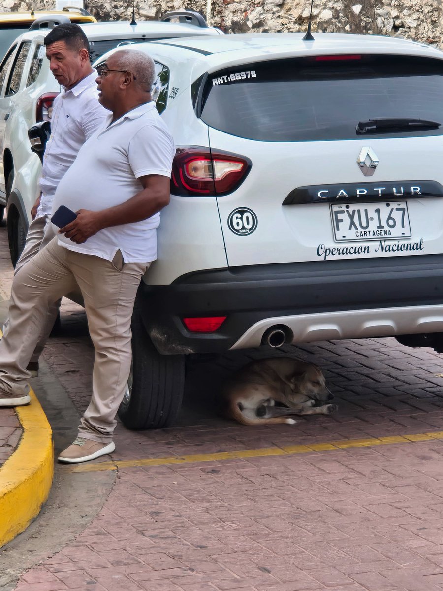 It’s a dog’s life. Here in Cartagena…