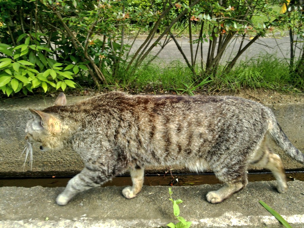 Google先生が作ったぬこら〜ぢゅ♪

　(ΦωΦ) ﾆｬ~♡

#ネコ #猫 #ねこ