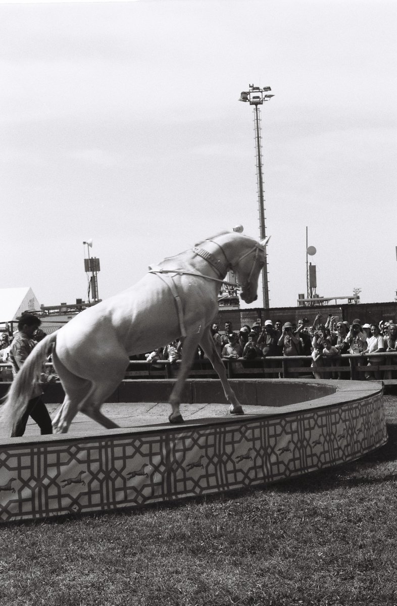 Ahal Teke #analogphotography