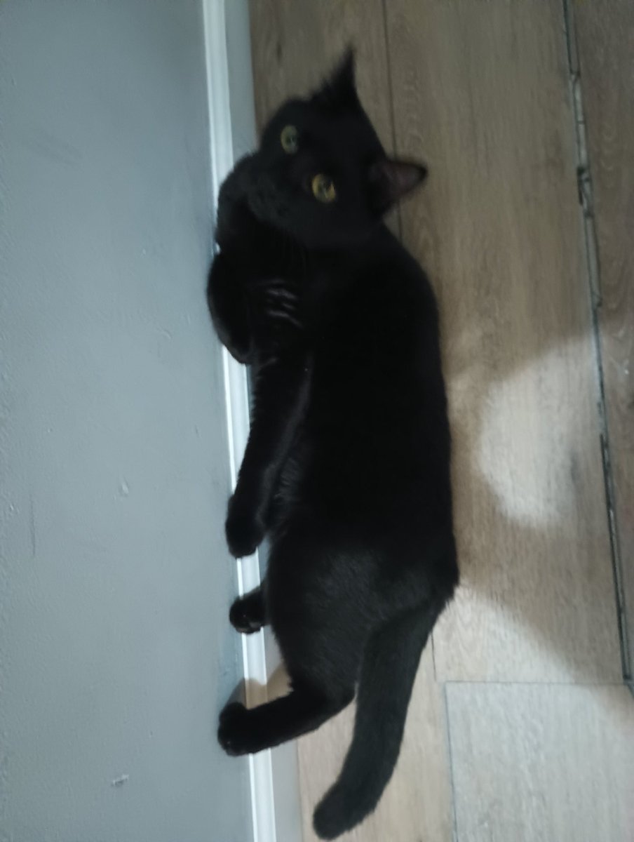 Hey I have til tomorrow morning to finish pulling together the last 200 needed to get this little gremlin spayed. If any of y'all could repost or donate, I'd really appreciate it! Every single dollar helps!
$AlisonChameleon on c-shapp and paypal