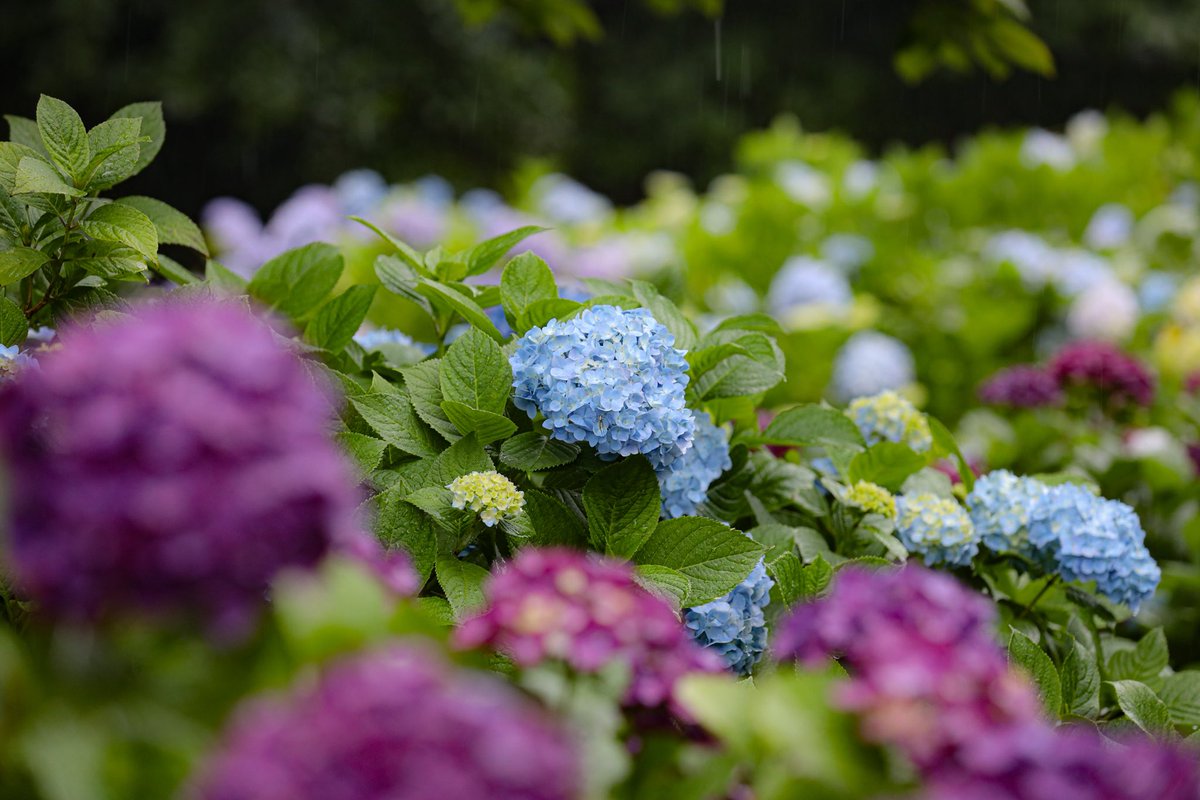紫陽花