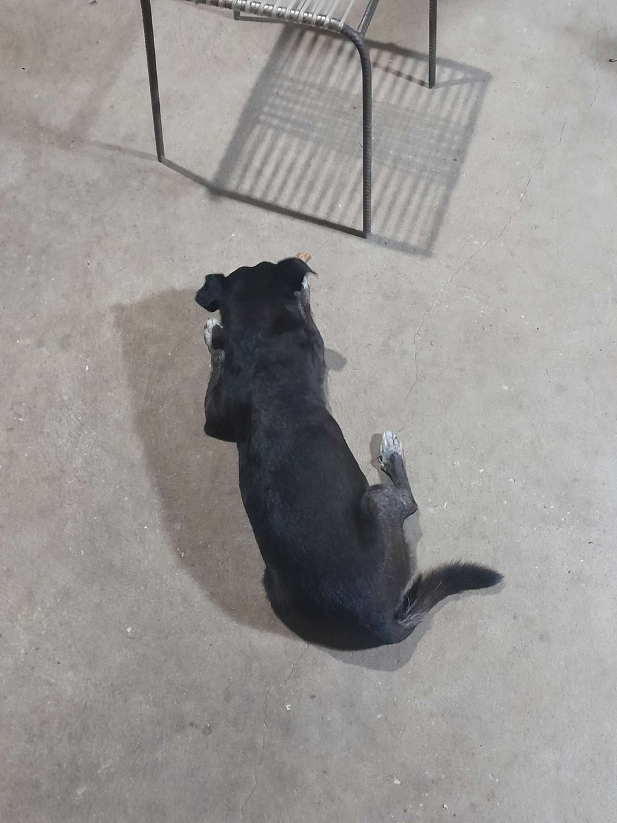 Kebin5938563622's tweet photo. A veterinária veioe ele vai ter que fazer exame e possivelmente ficar internado, ele está com problema de respiração e cardiovascular Resultado do exame de sangue sai amanhã e precisamos de dinheiro dos remédios Pix: contato.kebbini@gmail.com ou a vakinha https://t.co/9Oi3YbkcTb https://t.co/nNtBFbKlN6