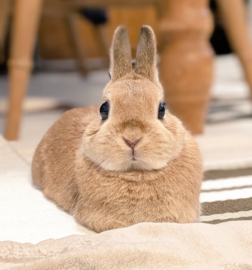 アルパカうさぎ ALPACA RABBIT S アルパカ ラビット ぬいぐるみ