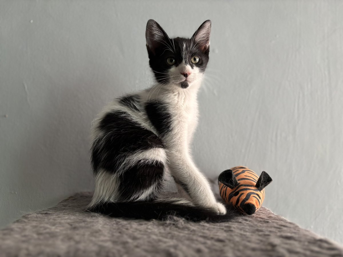 Red Pro Gato Guadalajara (@redprogato) on Twitter photo RT 🙏🏼 Roberto en adopción
📍 Guadalajara Mx
Macho, 4 meses, negativo a leucemia y sida felino. Esterilizado, vacunado y desparasitado. Muy juguetón.
Info al r.progato@gmail.com
#adoptanocompres RT 🙏🏼 Roberto en adopción
📍 Guadalajara Mx
Macho, 4 meses, negativo a leucemia y sida felino. Esterilizado, vacunado y desparasitado. Muy juguetón.
Info al r.progato@gmail.com
#adoptanocompres