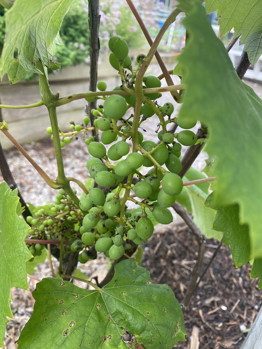 Grapes!!!!!!!!!!! #communitygardenseatack <a href="/vbschools/">VBSchools</a> <a href="/SeatackDream/">Seatack Elementary AADA</a>